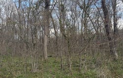 0 Wayne Lane, Thurman, OH 45685
