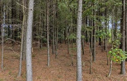 4430 Crockett Point, Jasper, TN 37347