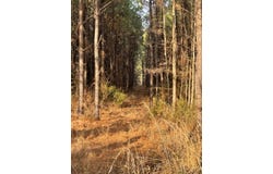 Tract 21 Kickapoo Road, Groveton, TX 75845
