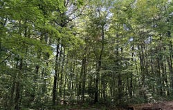 LT 6 Gem Creek Rd, Cullowhee, NC 28723