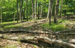 Piney Lane, Cragsmoor, NY 12420