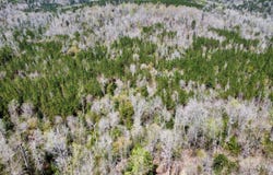 Ararat Road, Ararat, AL 36921