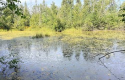 Peterson Road, Bruce, WI 54819