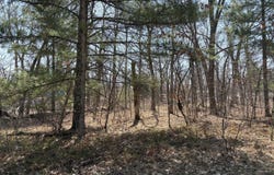 S Chief Okemos Trail, Baldwin, MI 49304