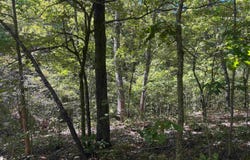 Ridgehaven Road, Mammoth Spring, AR 72554