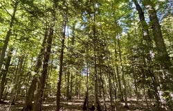 Langs Lane, Interlochen, MI 49643