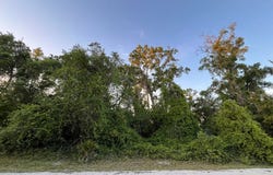 NE 481st Ave, Old Town, FL 32680