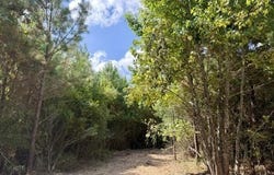 Robert Bateman Road, Franklinton, LA 70438