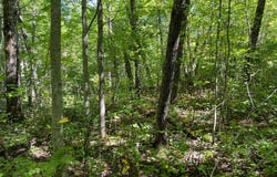 Maple Tree Lane, Pine City, MN 55063