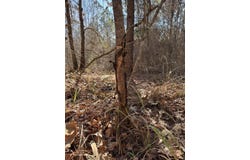 Chapel Hill Rd, Gore Springs, MS 38929