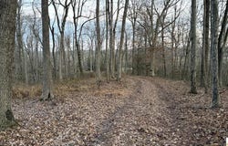 Hornback Lane, Caneyville, KY 42721