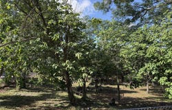 521 E CLAY AVENUE, BRANDON, FL 33510