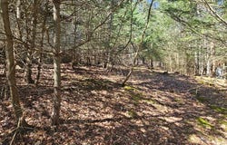 First Fork Rd., Sinnemahoning, PA 15861