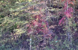 492 Lowder Fork, South Shore, KY 41175