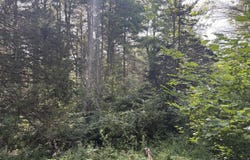 Cresent Road, Gilboa, NY 12076