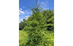 300th Lane, McGregor, MN 55760
