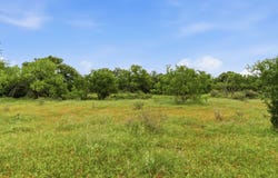 FM 880, Moran, TX 76464