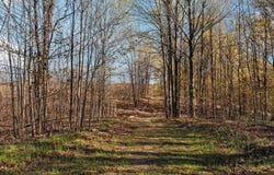 E 20 Road, Mesick, MI 49663