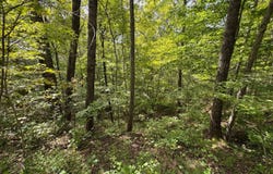 Wolfpen Run Road, Cox Mills, WV 26187