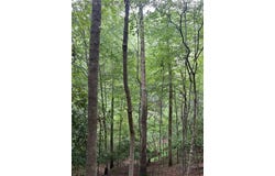 OFF RT 16 Road, Ivydale, WV 25113