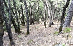Upper River Ave. lot: 6 Blk, Dunsmuir, CA 96025