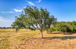 Three Quarter Loop lot: 12, Poolville, TX 76487