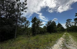 NE 16TH Lane, WILLISTON, FL 32696