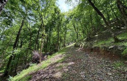 498 BLACKWOOD ROAD lot: 14.9 Acres, PARRISH, AL 35580