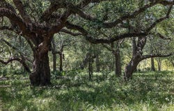 1219 Hattermann Lane, Weimar, TX 78962