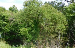Fm 2114, Hubbard, TX 76648