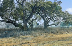 598 NW River Rd, Martindale, TX 78655