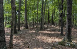 SIR JOHNS RUN Road, BERKELEY SPRINGS, WV 25411