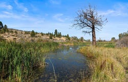 Smithneck Road, Loyalton, CA 96118