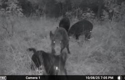 S80 Helt Rd, Antlers, OK 74525