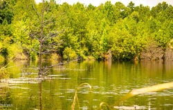 US-11, York, AL 36925