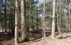 off Bingham Road, Cyclone, PA 16726