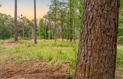 Morrow Rd, COURTLAND, MS 38620