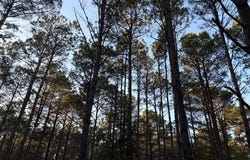 FM 250, Naples, TX 75568