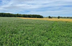 Vining Road, Lakeview, MI 48850