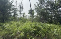 Parcel 2 Nelson Road, Idlewild, MI 49642