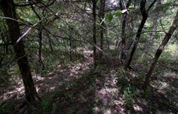 Tract 2-4 Simpson Rd, Urbana, MO 65767