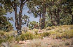 550 Eagle Ridge Rd, Big Bear City, CA 92314