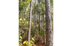 FM 1751, San Augustine, TX 75972