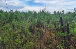 COUNTY ROAD 35, Evergreen, AL 36401