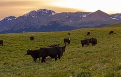 Highway 49, MT 59434