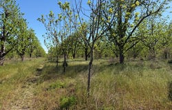 Tract 1 Lamb Circle, Naylor, GA 31641