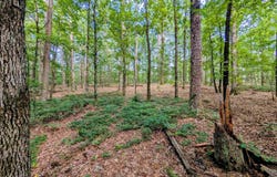 198 Cathedral Pines, Mena, AR 71953