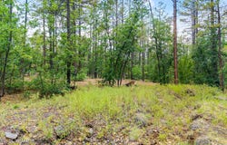 2094 Brown Bear Loop, Pinetop, AZ 85935