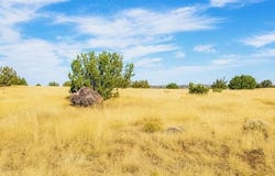 Arapaho, Concho, AZ 85924