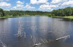 N Bumblebee Rd, Glenwood, AR 71943